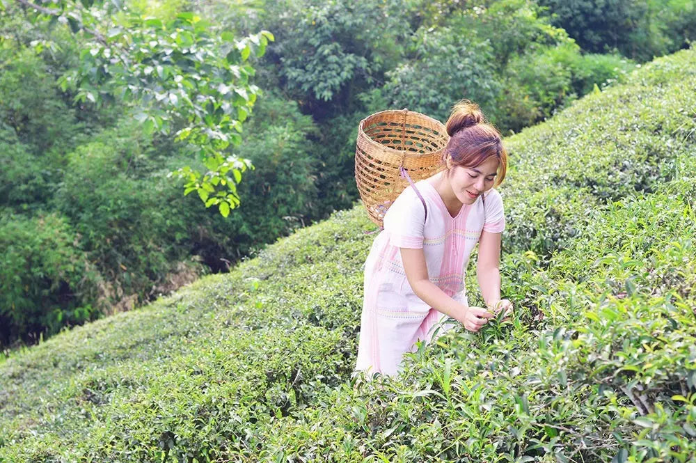 หอมกรุ่นละมุนกลิ่นชามะลิที่แม่ฮ่องสอน