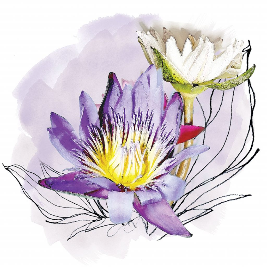 สารสกัดจากเกสรดอกบัวหลวง